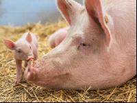 Biologische Schweinehaltung 29