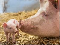 Biologische Schweinehaltung 28