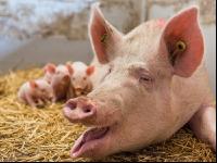 Biologische Schweinehaltung 26