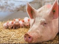 Biologische Schweinehaltung 25