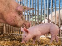 Biologische Schweinehaltung 22