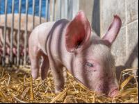 Biologische Schweinehaltung 21