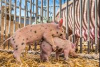 Biologische Schweinehaltung 19