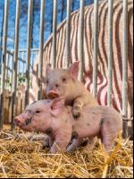 Biologische Schweinehaltung 18