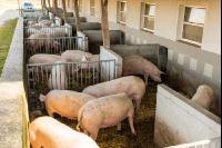 Biologische Schweinehaltung 17