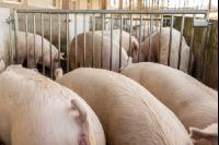 Biologische Schweinehaltung 16