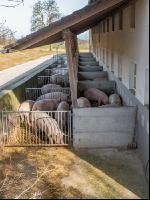Biologische Schweinehaltung 15