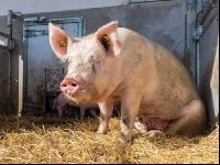 Biologische Schweinehaltung 14