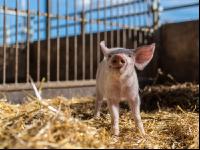 Biologische Schweinehaltung 12