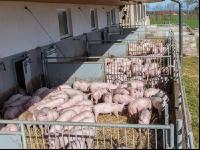 Biologische Schweinehaltung 11