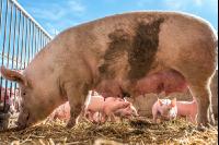 Biologische Schweinehaltung 9