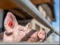 Biologische Schweinehaltung 6