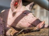Biologische Schweinehaltung 5