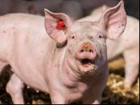 Biologische Schweinehaltung 4