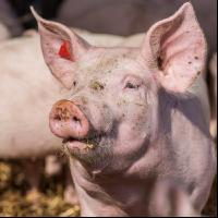 Biologische Schweinehaltung 3