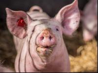 Biologische Schweinehaltung 2
