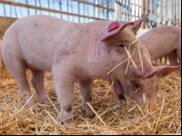 Biologische Schweinehaltung 50