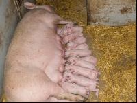Biologische Schweinehaltung 47