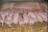 Biologische Schweinehaltung 46