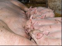 Biologische Schweinehaltung 45