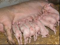 Biologische Schweinehaltung 44