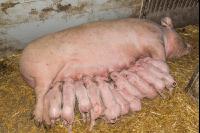 Biologische Schweinehaltung 43