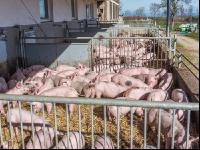Biologische Schweinehaltung 8