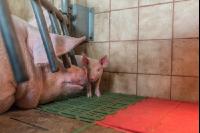Ferkel 2 Wochen alt 53