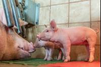 Ferkel 2 Wochen alt 51