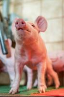 Ferkel 2 Wochen alt 50