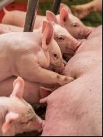 Ferkel 2 Wochen alt 47