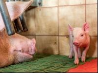 Ferkel 2 Wochen alt 42
