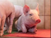 Ferkel 2 Wochen alt 40