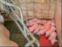 Ferkel 2 Wochen alt 35