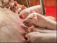Ferkel 2 Wochen alt 32
