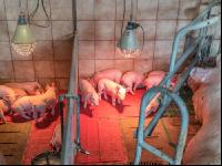 Ferkel 2 Wochen alt 31
