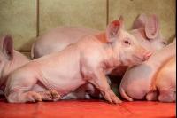 Ferkel 2 Wochen alt 29