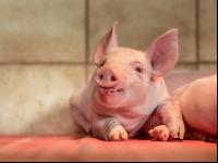 Ferkel 2 Wochen alt 22