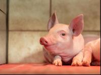 Ferkel 2 Wochen alt 21