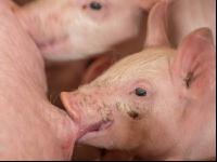 Ferkel 2 Wochen alt 18