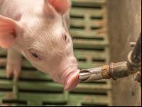 Ferkel 2 Wochen alt 6