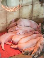 Ferkel 2 Wochen alt 4