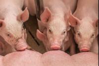 Ferkel 2 Wochen alt 3