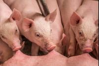 Ferkel 2 Wochen alt 2