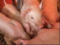 Ferkel 2 Wochen alt 1