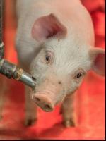 Ferkel vor Absetzen 5