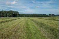 Grassilageernte Ladewagen 4