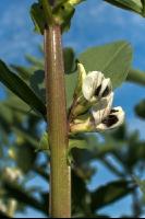 Ackerbohne Blüte 10