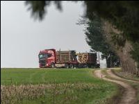Holztransport mit LKW 2