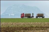 Holztransport mit LKW 5